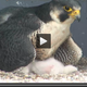 Illustration for article titled 8 of the Internets Most Adorable, Time-Wasting Animal Live Cams